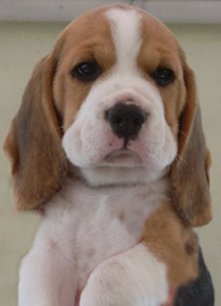 Beagle Benji